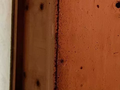 Полчища клопов в диване